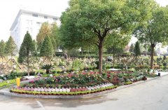 以树为碑：生命的另一种生长